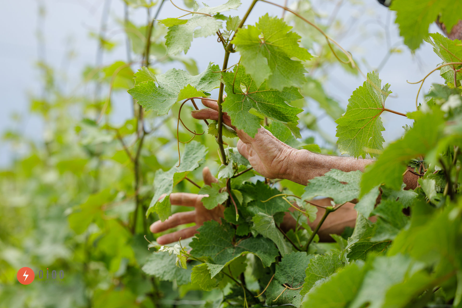 photo de la banque d'images exclusive du domaine viticole Musset-Roullier montrant les vendanges : des mains attrapent une branche de vigne