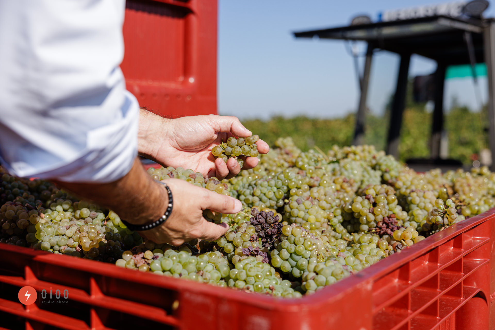 photo de la banque d'images exclusive du domaine viticole Musset-Roullier montrant les vendanges : des mains prennent des grapes de raisons dans un chariot rouge.