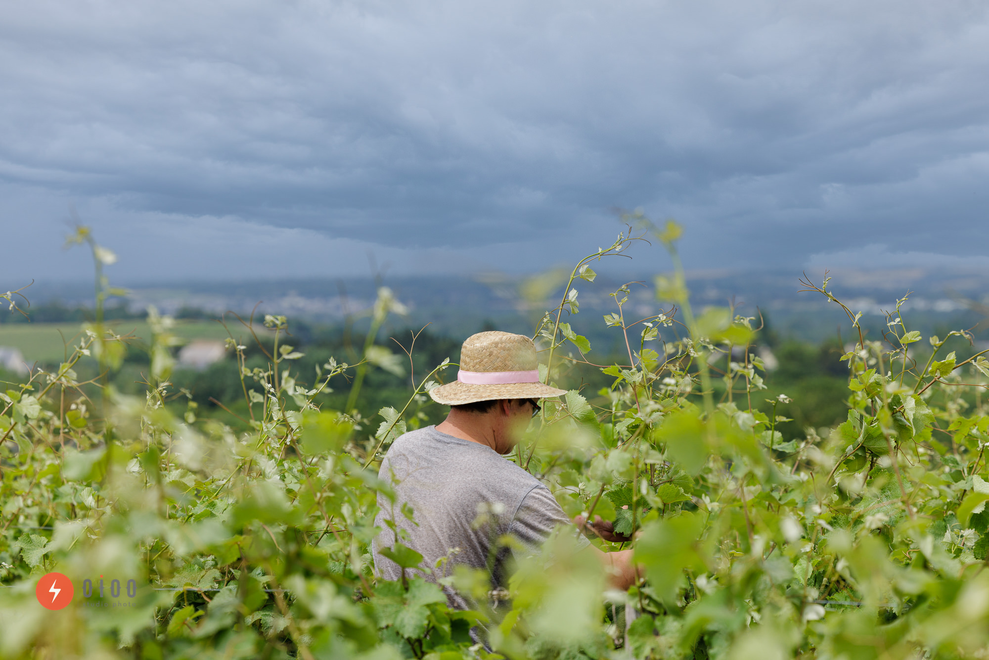 photo de la banque d'images exclusive du domaine viticole Musset-Roullier : un homme parmi les vignes